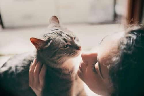 Pet Trust Attorney Michigan